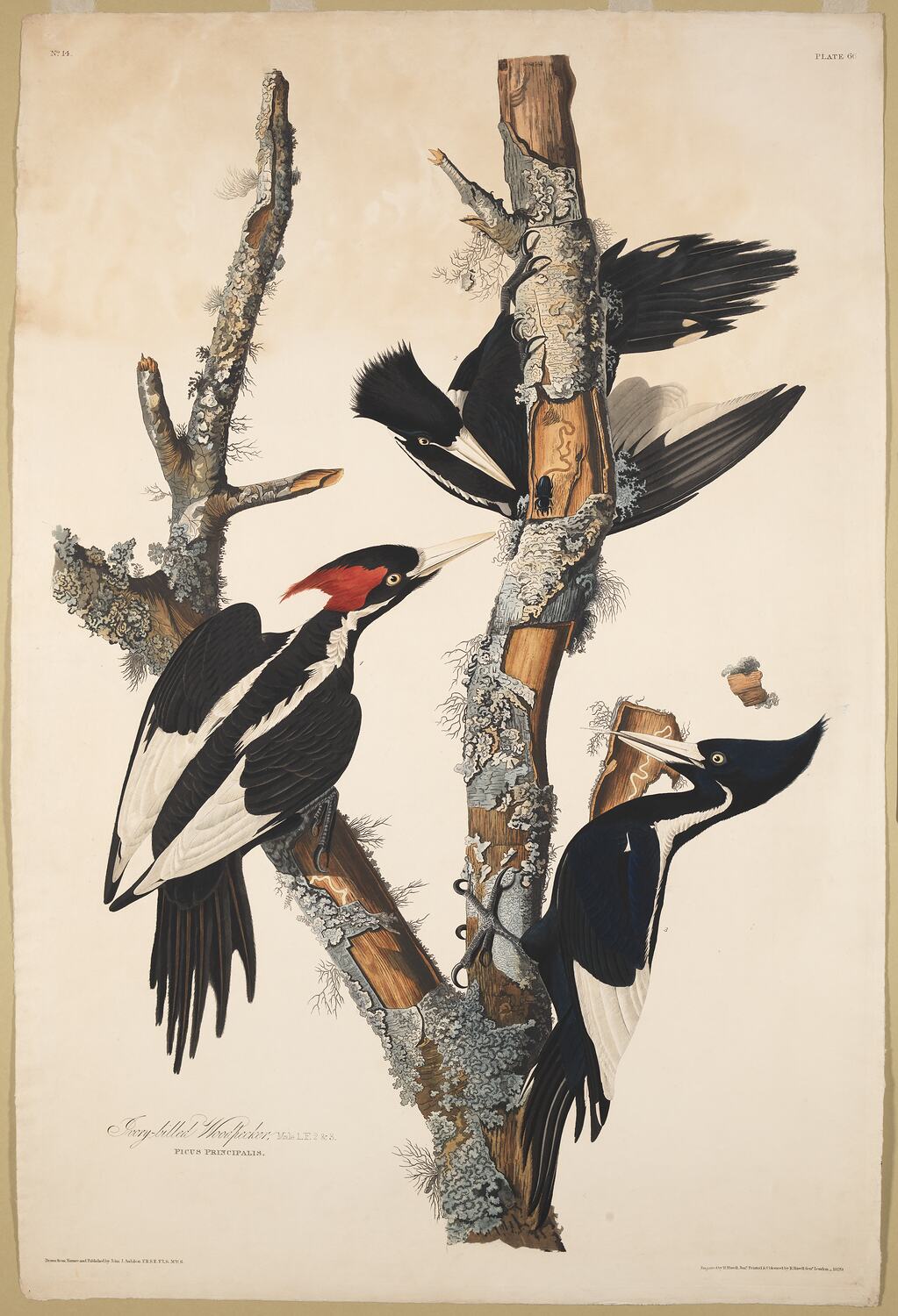 Ivory-billed Woodpecker by John James Audubon